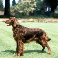 Picture of sh ch wendover vagabond, irish setter, LC James