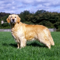 Picture of sh ch westley jacob, golden retriever standing on grass