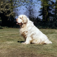 Picture of sh champion raycroft senator, side view of clumber spaniel sitting 