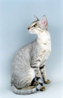 Picture of shaded black silver Oriental Shorthair, sitting down