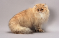 Picture of Shaded Golden Persian on grey background
