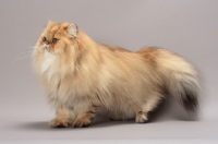 Picture of Shaded Golden Persian side view