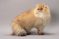 Picture of Shaded Golden Persian standing on grey background