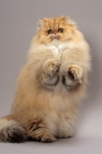 Picture of Shaded Golden Persian standing on hind legs