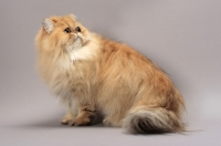 Picture of Shaded Golden Persian