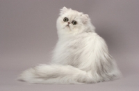 Picture of Shaded Silver Persian cat back view