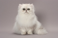 Picture of Shaded Silver Persian cat, front view