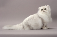 Picture of Shaded Silver Persian cat on grey background
