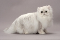 Picture of Shaded Silver Persian cat side view