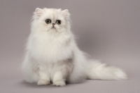 Picture of Shaded Silver Persian cat sitting on grey background