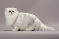 Picture of Shaded Silver Persian cat