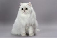 Picture of shaded silver Persian on grey background