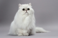 Picture of shaded silver Persian sitting on grey background