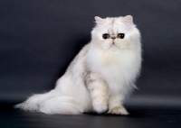 Picture of Shaded Silver Persian, sitting down