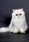 Picture of Shaded Silver Persian, sitting down