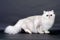 Picture of Shaded Silver Persian