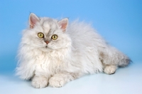 Picture of shaded silver selkirk rex cat lying down