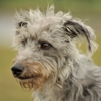 Picture of shaggy Lurcher