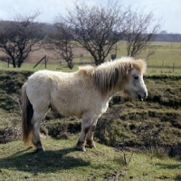 Picture of shaggy shetland pony 