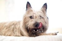 Picture of Shaggy wheaten Cairn terrier lying on bed, licking lips.
