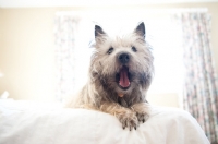 Picture of Shaggy wheaten Cairn terrier lying on bed, yawning and stretching.