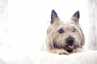 Picture of Shaggy wheaten Cairn terrier lying on bed, stretching with tongue sticking out.