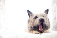 Picture of Shaggy wheaten Cairn terrier lying on bed, yawning and stretching.