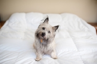Picture of Shaggy wheaten Cairn terrier sitting on bed with head tilted.