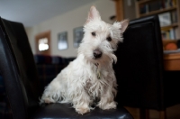 Picture of Shaggy wheaten Scottish Terrier sitting on chair.