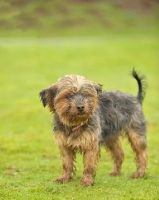 Picture of shaggy yorkie