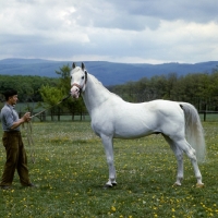 Picture of Shagya Arab, 5854 shagya XXXV1 side view looking at camera