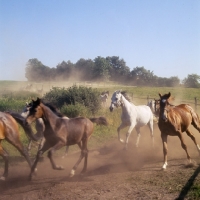 Picture of Shagya Arab mares and foals running