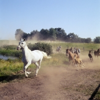 Picture of Shagya Arab mares and foals running 