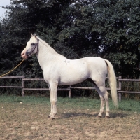Picture of Shagya Arab stallion full body 