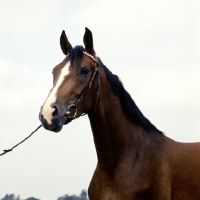 Picture of shagya arab stallion in denmark, head study