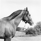 Picture of shagya arab stallion owned by ulla nyegaard
