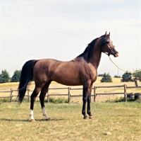 Picture of Shagya Arab stallion owned by ulla nyegaard