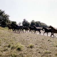Picture of shagya arab youngsters trotting towards new pastures in denmark