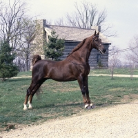 Picture of Shamrocks King Edward, American Saddlebred in show pose