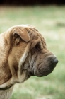 Picture of shar pei, head study