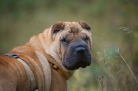 Picture of shar pei in a field