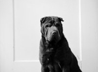 Picture of Shar Pei in black and white