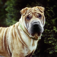 Picture of shar pei looking at camera