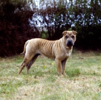 Picture of shar pei on grass