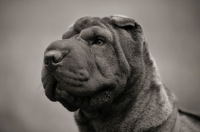 Picture of shar pei portrait