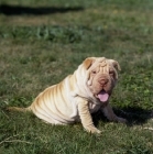 Picture of shar pei pup looking at camera