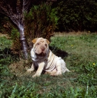 Picture of shar pei pup near tree