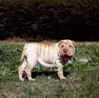 Picture of shar pei pup on grass