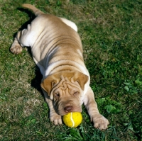 Picture of shar pei pup with toy