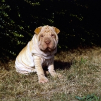 Picture of shar pei puppy on grass